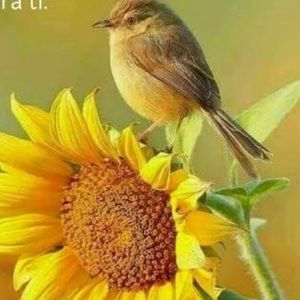 Meet your Posher, Sonia